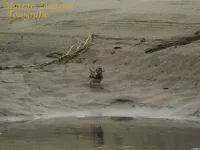 IJsgors [Calcarius lapponicus]